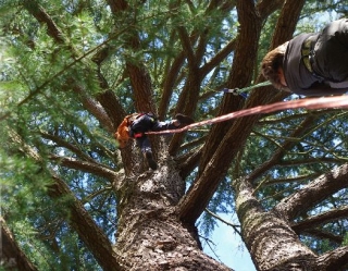 essayer la grimper d arbre en Gironde